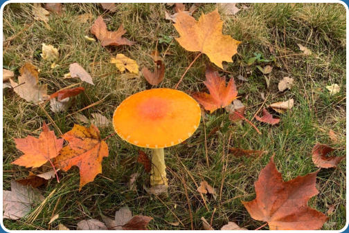 Connors Lake | Lake of the Pines Lake Association